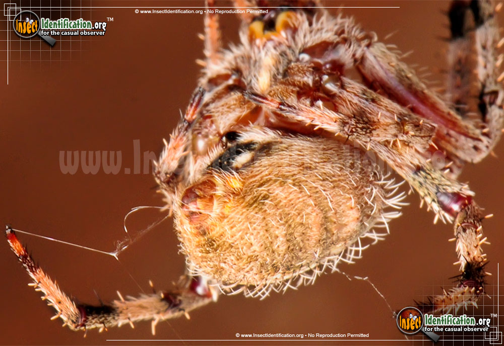 Full-sized image #7 of the Spotted-Orb-Weaver