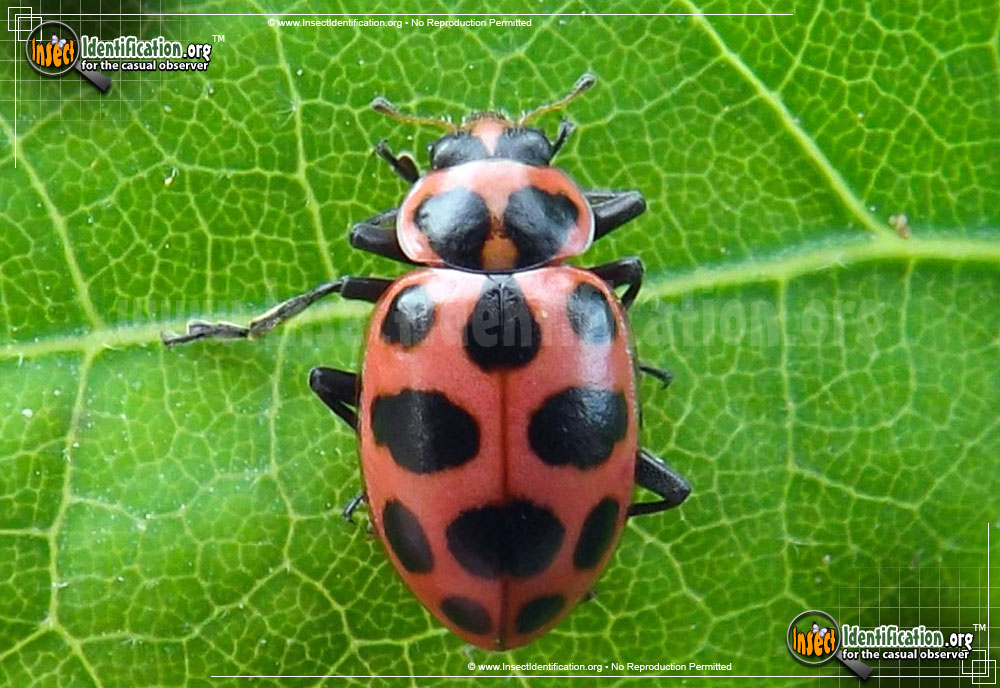 Full-sized image of the Spotted-Pink-Lady-Beetle