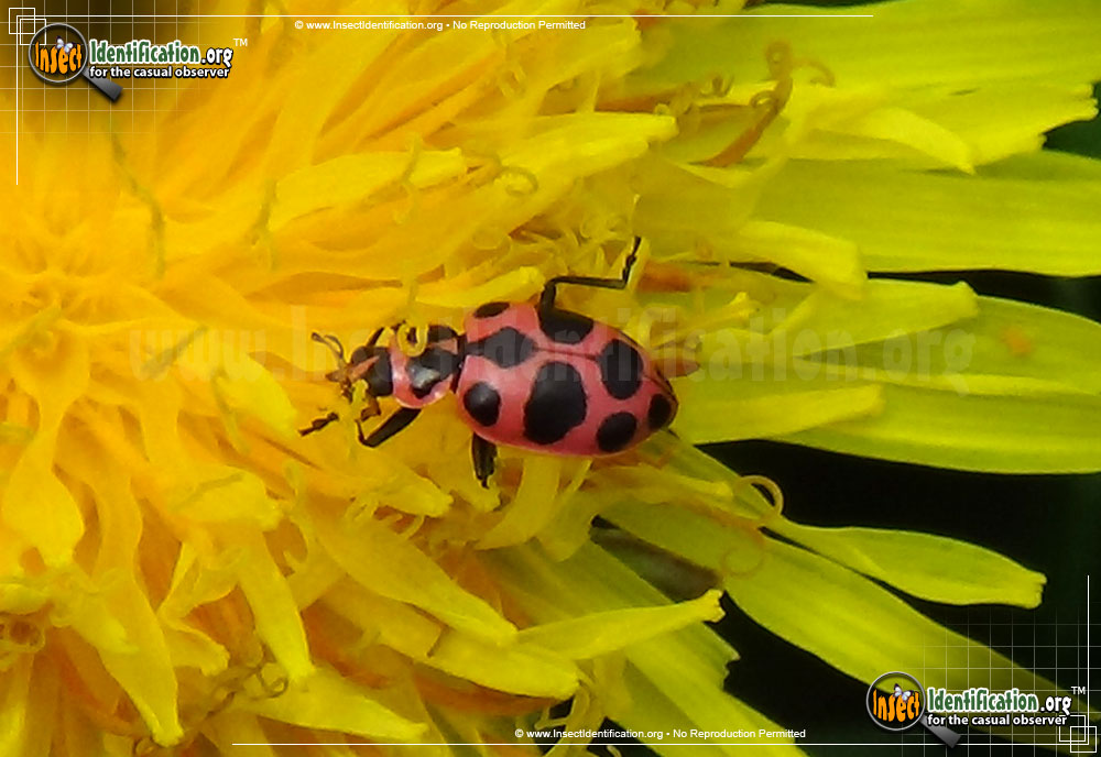 Full-sized image #4 of the Spotted-Pink-Lady-Beetle
