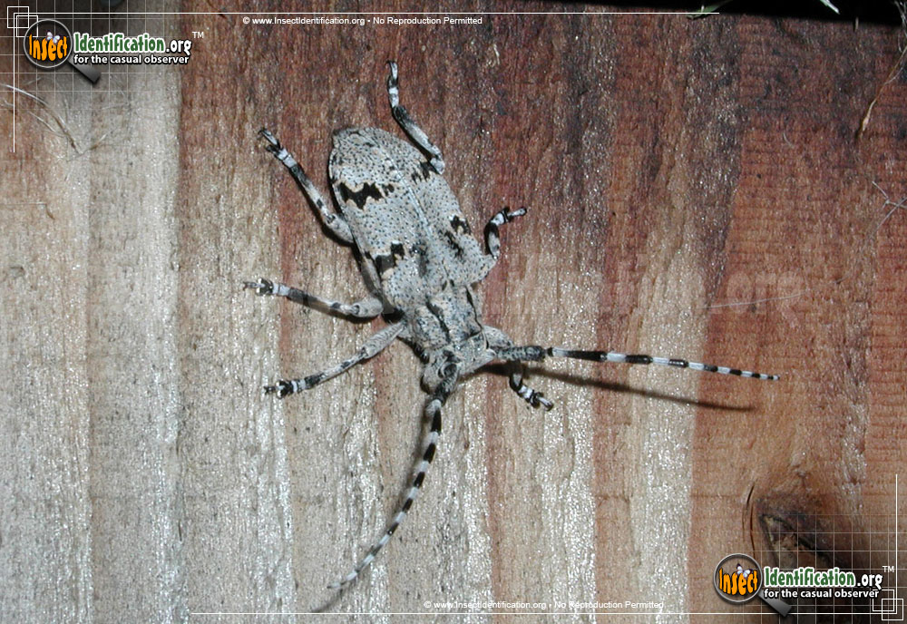 Full-sized image of the Spotted-Tree-Borer-Beetle