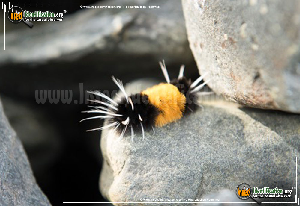 Full-sized image of the Spotted-Tussock-Moth