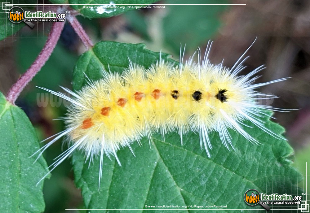 Full-sized image #2 of the Spotted-Tussock-Moth