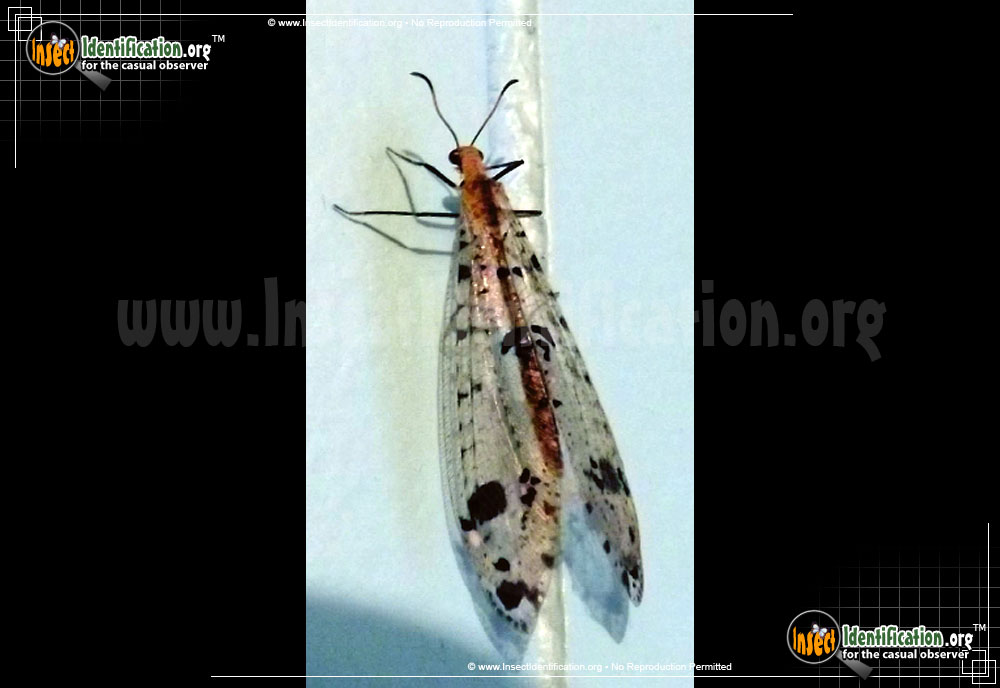 Full-sized image of the Spotted-Winged-Antlion