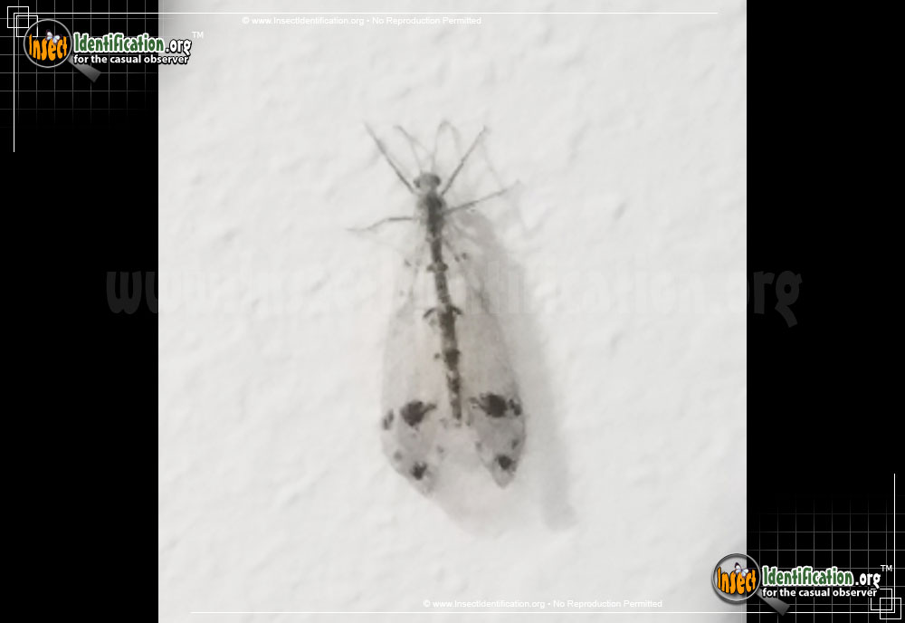 Full-sized image #2 of the Spotted-Winged-Antlion