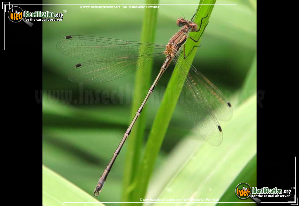 Full-sized image of the Spreadwing-Damselfly