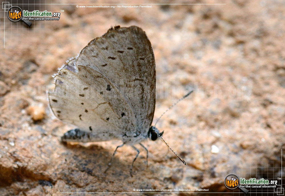 Full-sized image of the Spring-Azure-Butterfly