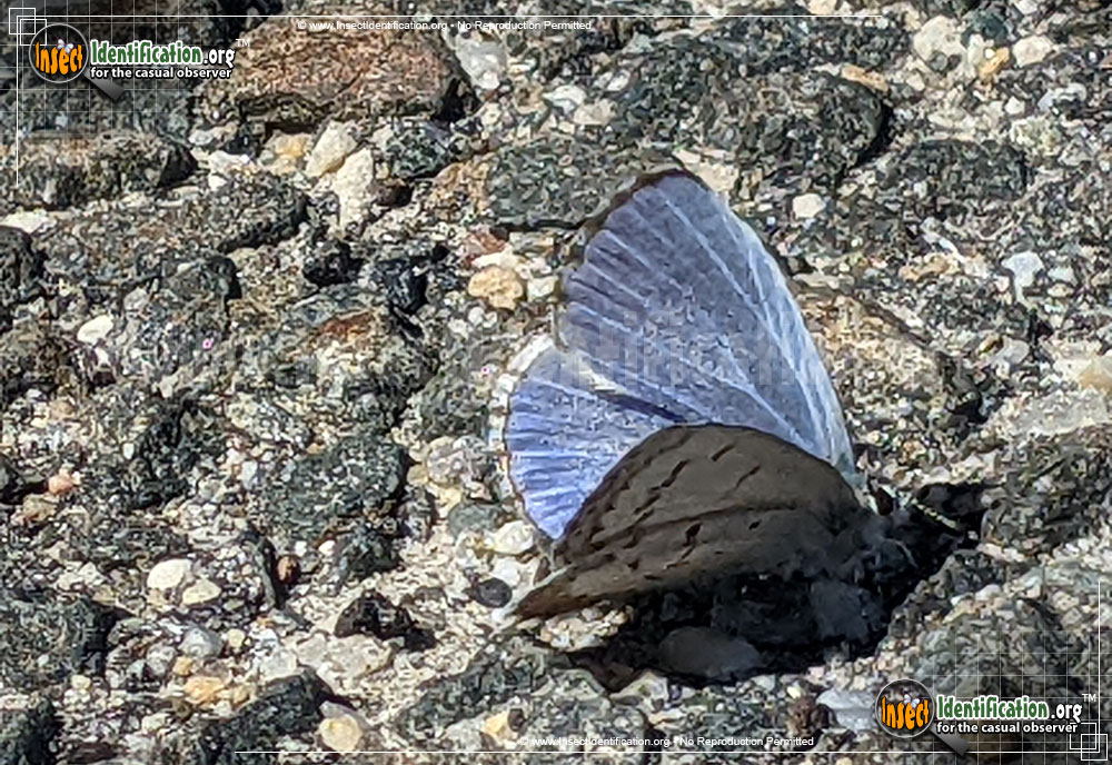Full-sized image #3 of the Spring-Azure-Butterfly