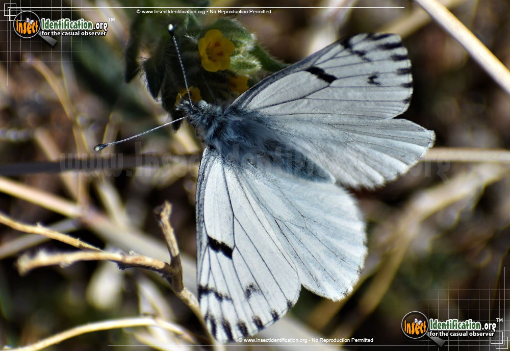 Full-sized image of the Spring-White-Butterfly