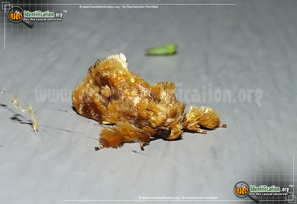Full-sized image of the Spun-Glass-Slug-Moth
