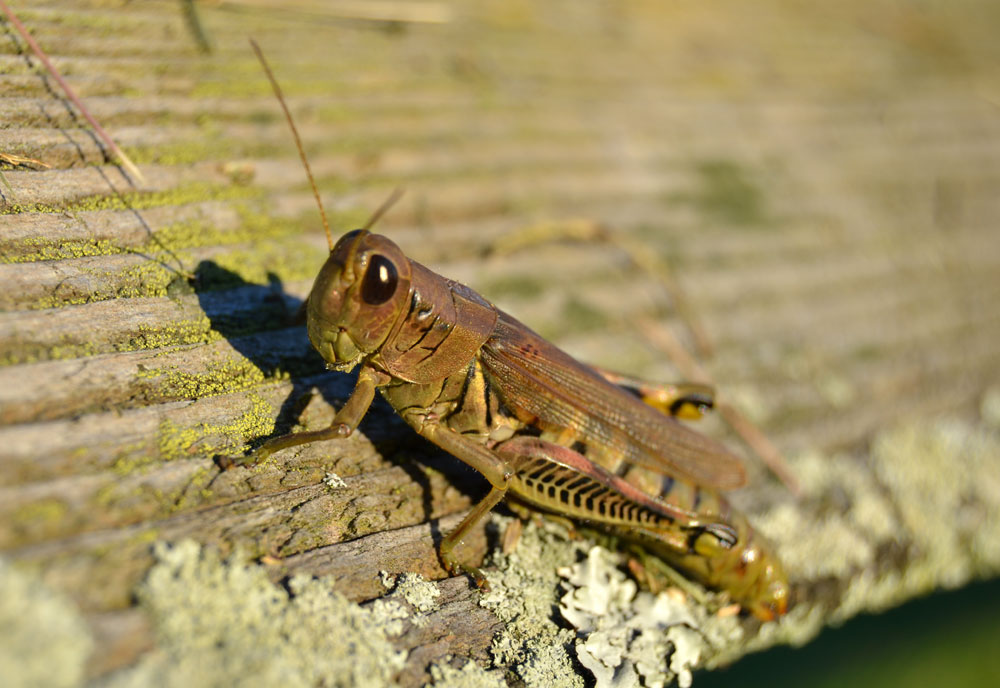 Full-sized image of the Spur-Throated-Grasshopper