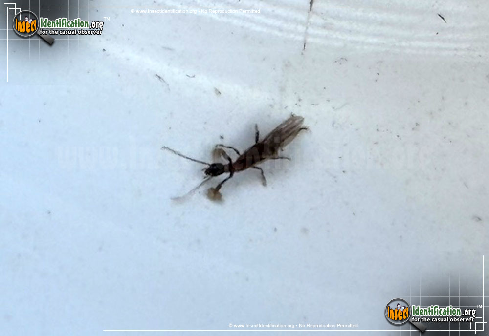 Squshed Fly Insect Square-headed Snakefly