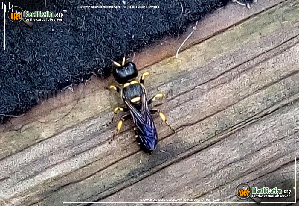 Full-sized image #2 of the Squarehead-Wasp