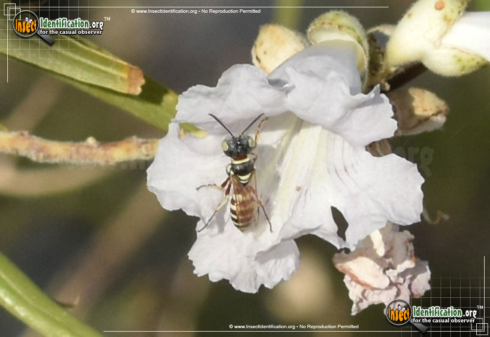 Full-sized image of the Squarehead-Wasp