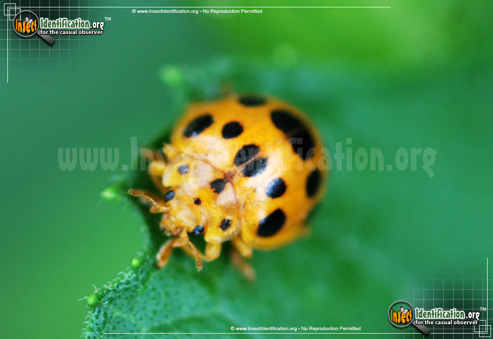 Full-sized image #3 of the Squash-Lady-Beetle