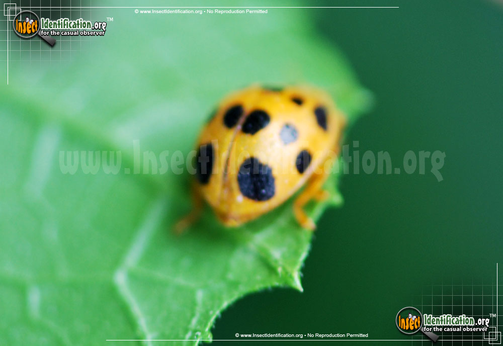 Full-sized image #5 of the Squash-Lady-Beetle