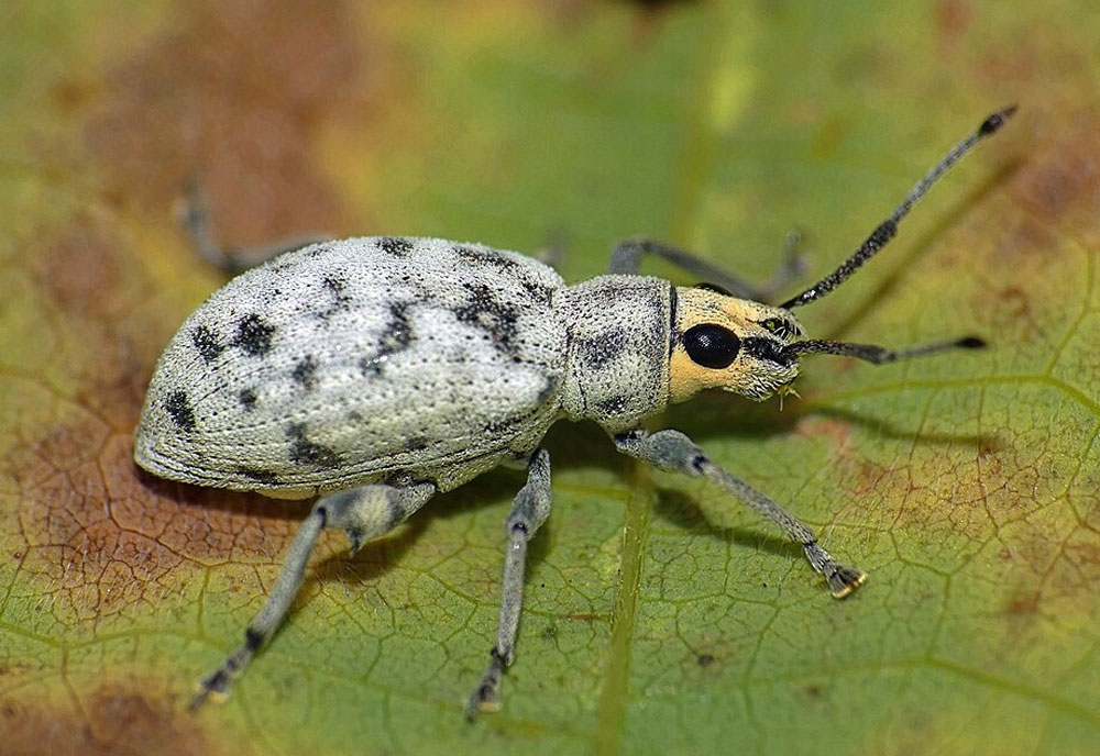 Sri Lankan Weevil