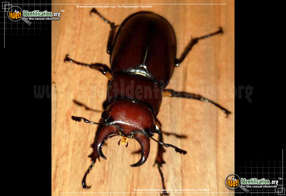 Full-sized image #5 of the Stag-Beetle-Lucanus-Capreolus