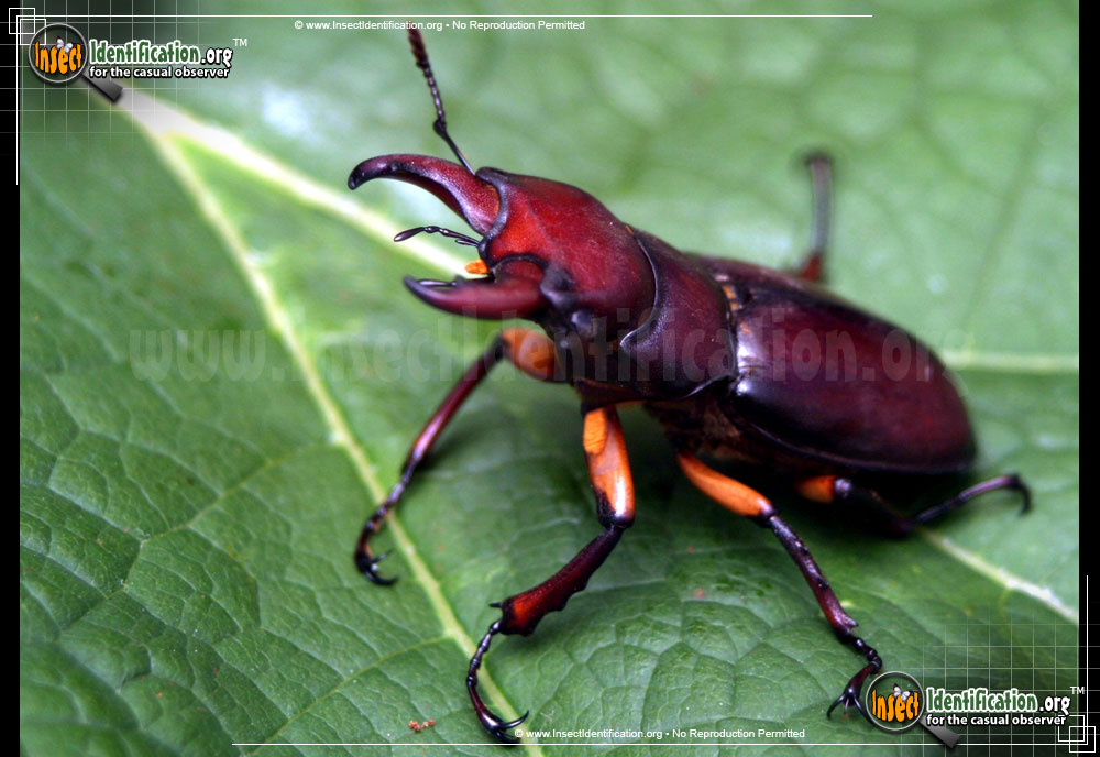Full-sized image of the Stag-Beetle-Lucanus-Capreolus