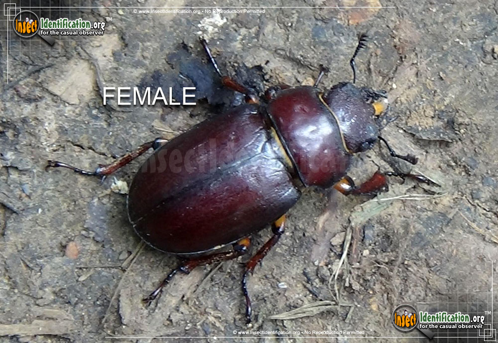 Full-sized image #2 of the Stag-Beetle-Lucanus-Capreolus