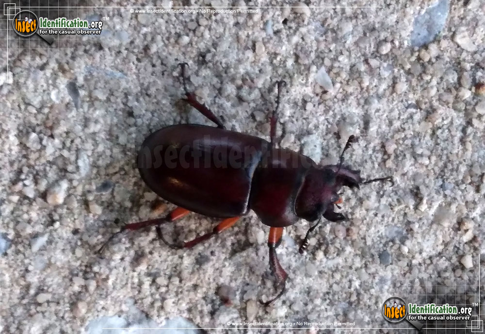 Full-sized image #6 of the Stag-Beetle-Lucanus-Capreolus