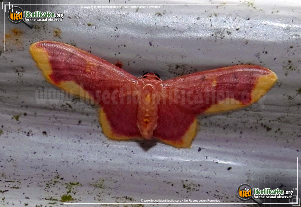 Full-sized image of the Stained-Lophosis-Moth