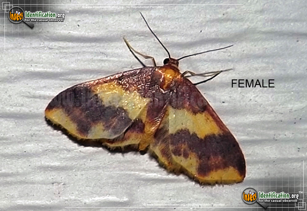 Full-sized image #2 of the Stained-Lophosis-Moth