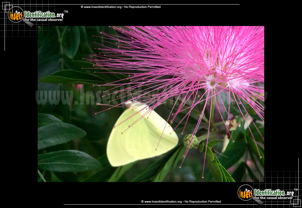 Full-sized image of the Statira-Sulphur-Butterfly