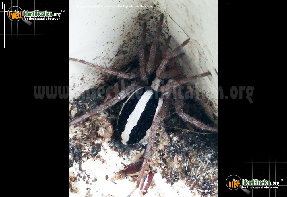 Full-sized image #2 of the Stealthy-Ground-Spider