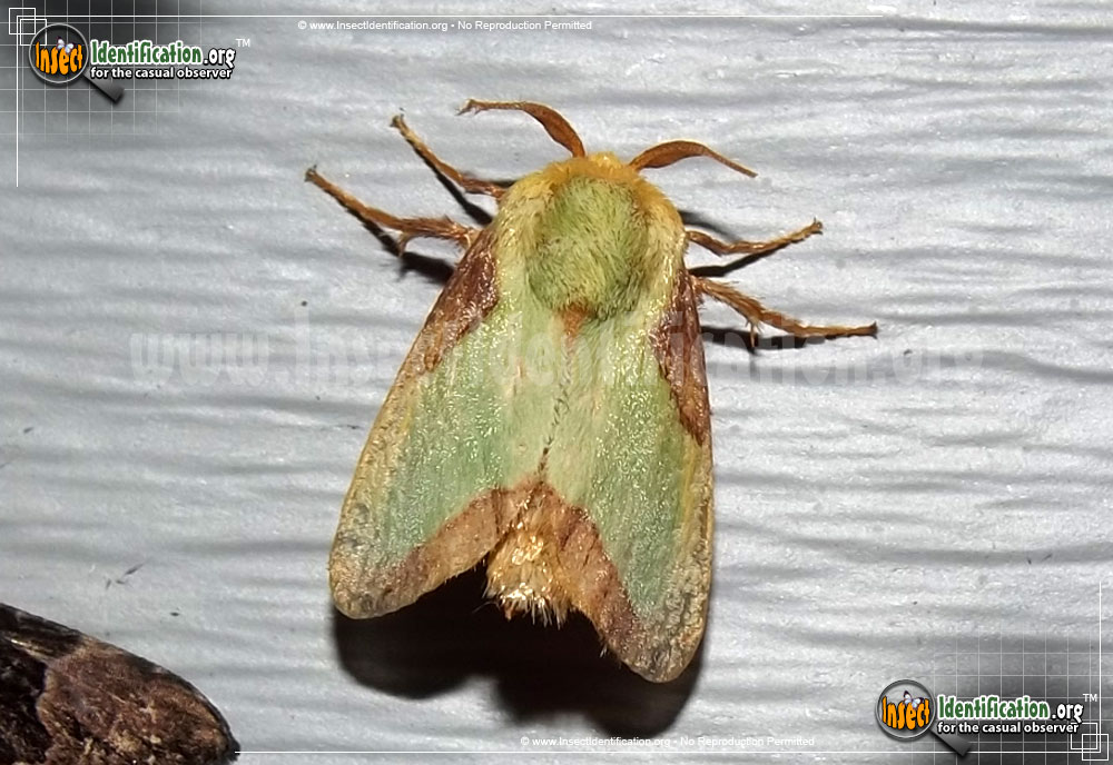 Full-sized image of the Stinging-Rose-Caterpillar-Moth