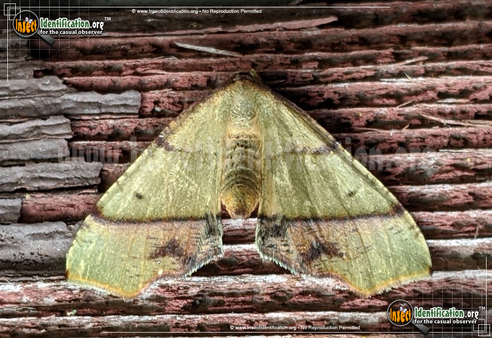 Full-sized image of the Straight-Lined-Plagodis-Moth