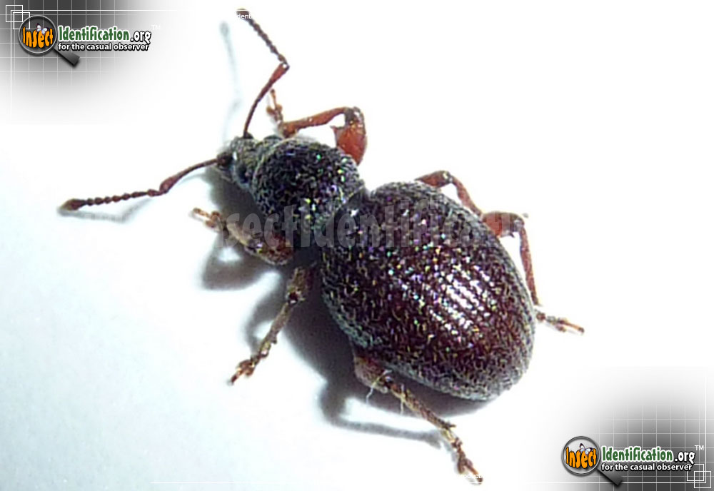 Full-sized image of the Strawberry-Root-Weevil