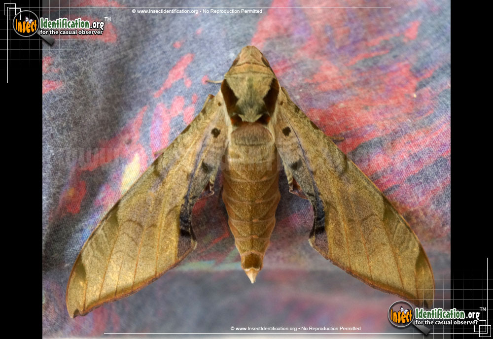Full-sized image of the Streaked-Sphinx-Moth