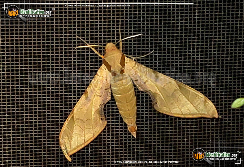 Full-sized image #2 of the Streaked-Sphinx-Moth