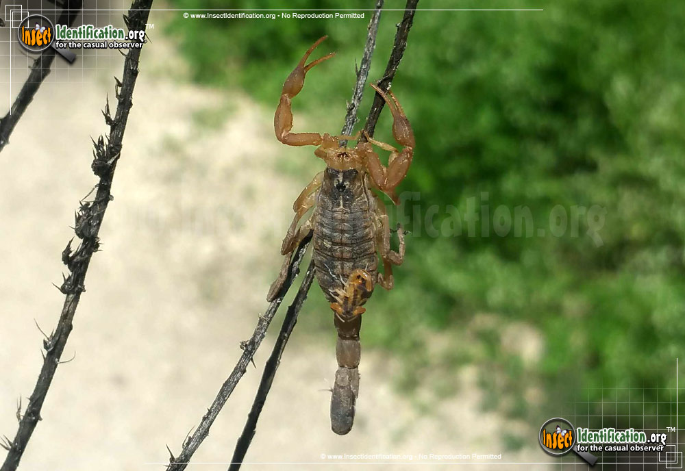 Full-sized image of the Striped-Bark-Scorpion
