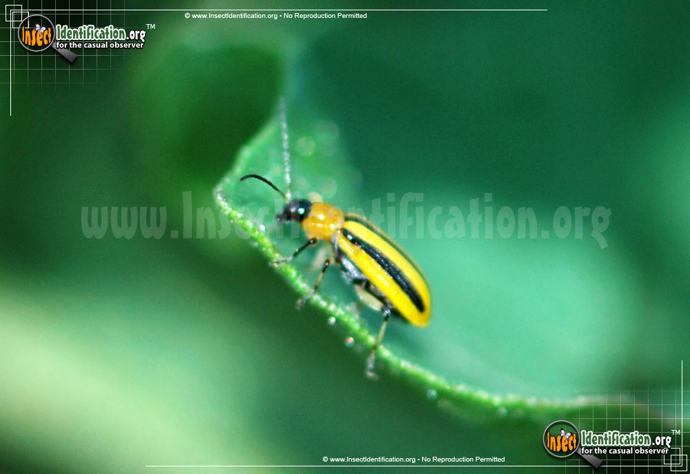 Full-sized image of the Striped-Cucumber-Beetle
