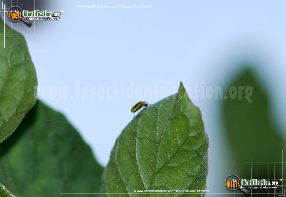 Full-sized image #2 of the Striped-Cucumber-Beetle