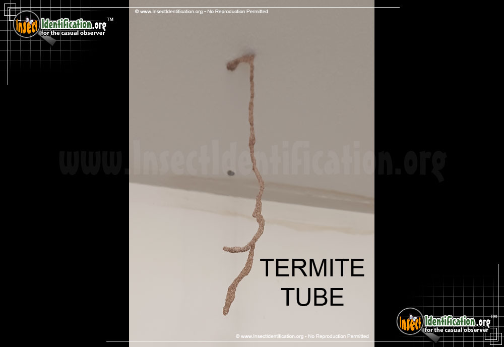 Full-sized image #3 of the Termites
