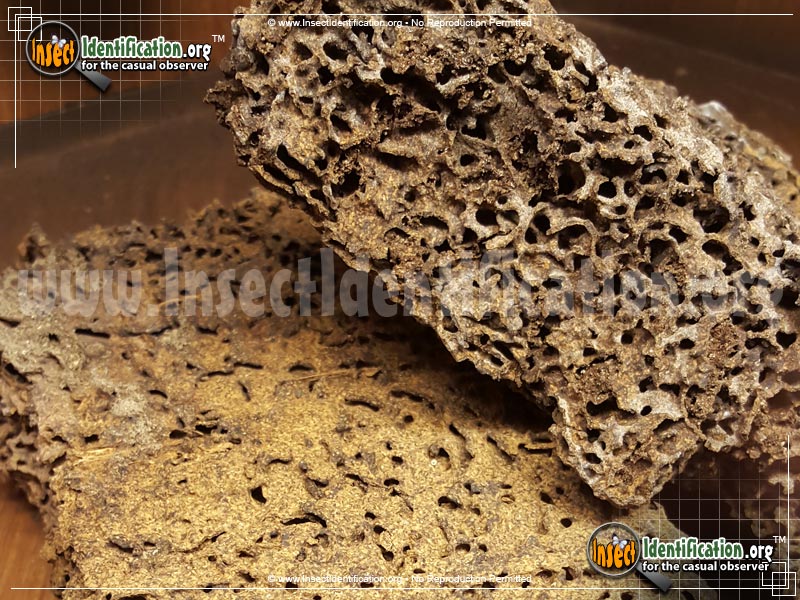 Full-sized image #5 of the Termites
