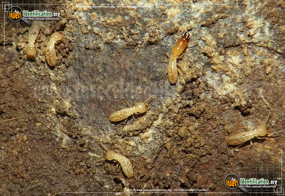 Full-sized image of the Termites