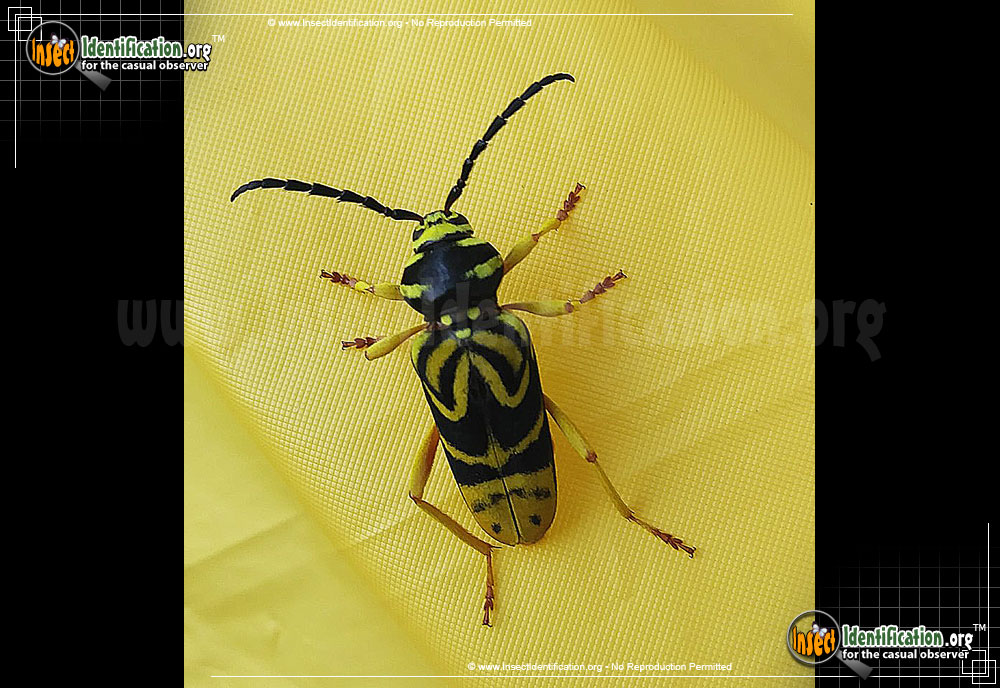 Full-sized image of the Sugar-Maple-Borer-Beetle