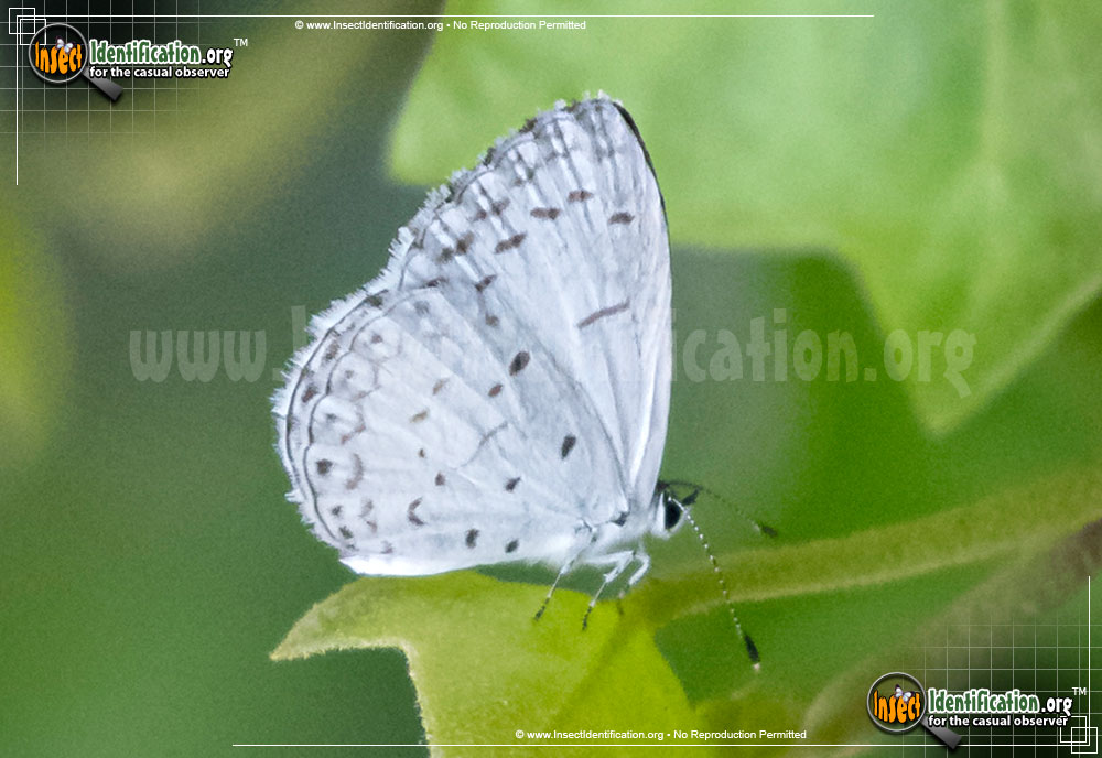 Full-sized image of the Summer-Azure-Butterfly