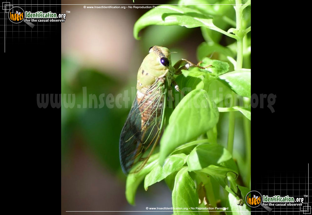 Full-sized image of the Superb-Dog-Day-Cicada