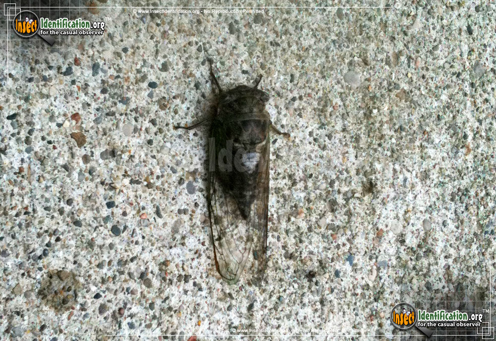 Full-sized image #3 of the Swamp-Cicada