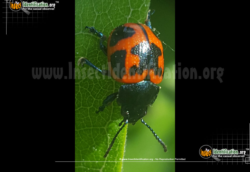 Full-sized image #7 of the Swamp-Milkweed-Leaf-Beetle