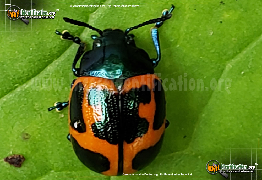 Full-sized image #6 of the Swamp-Milkweed-Leaf-Beetle