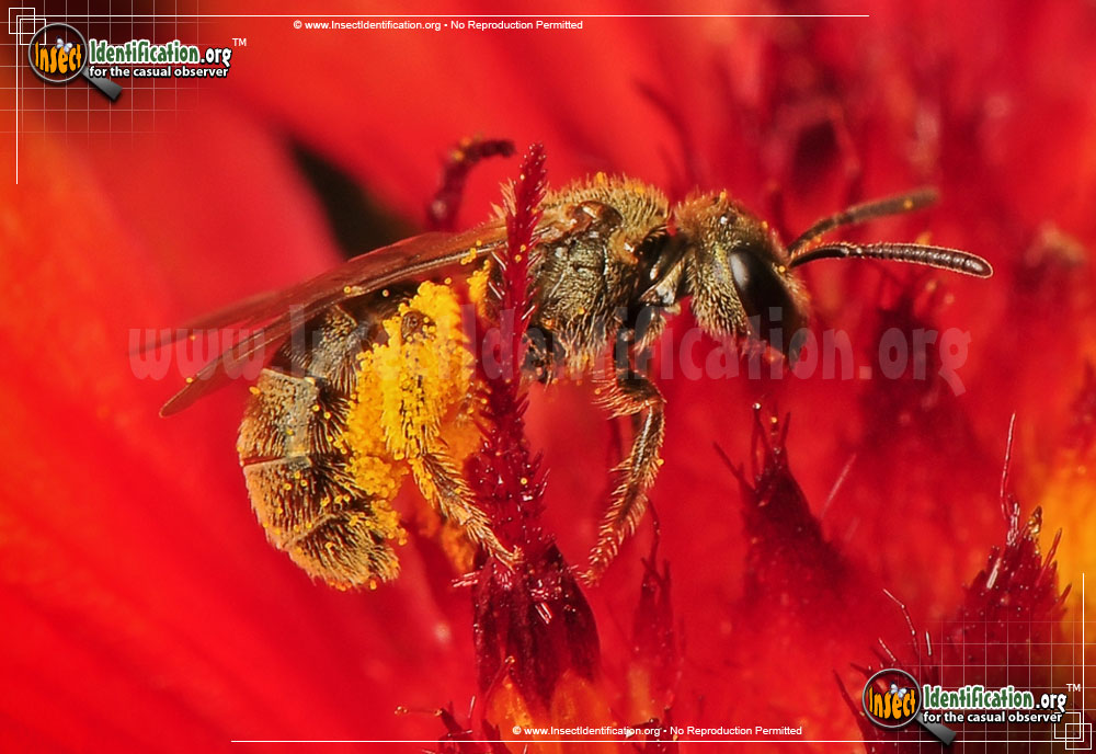 Full-sized image #3 of the Sweat-Bee
