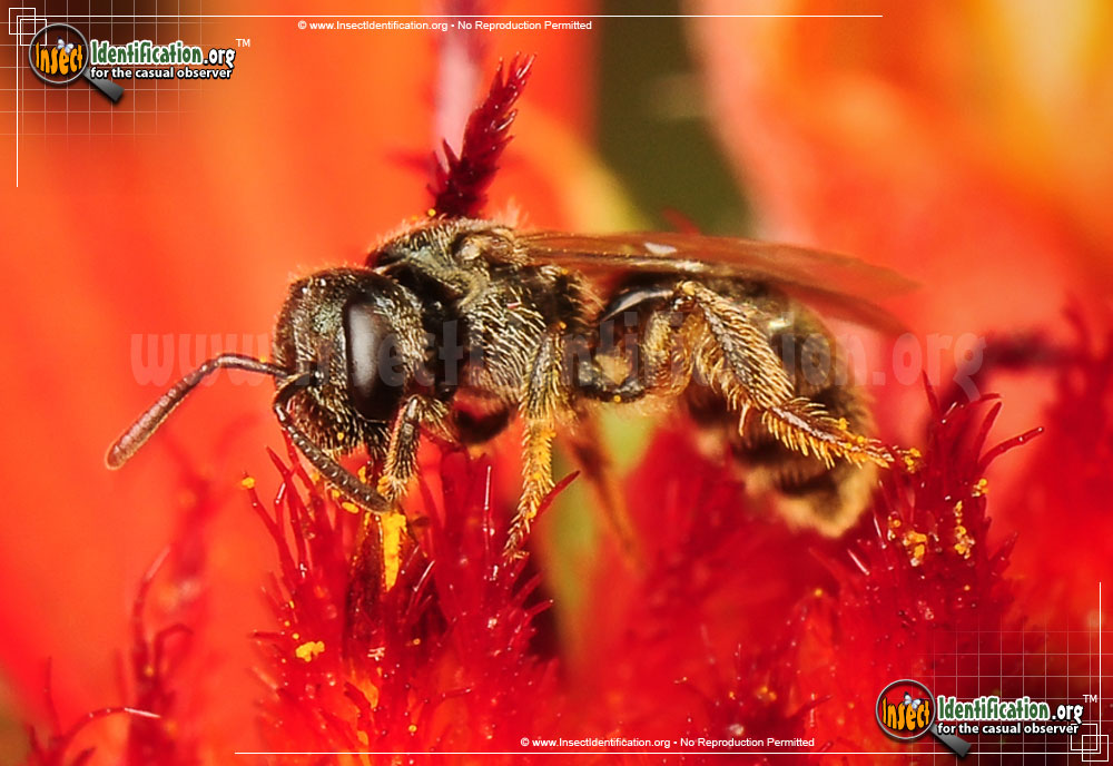 Full-sized image #4 of the Sweat-Bee