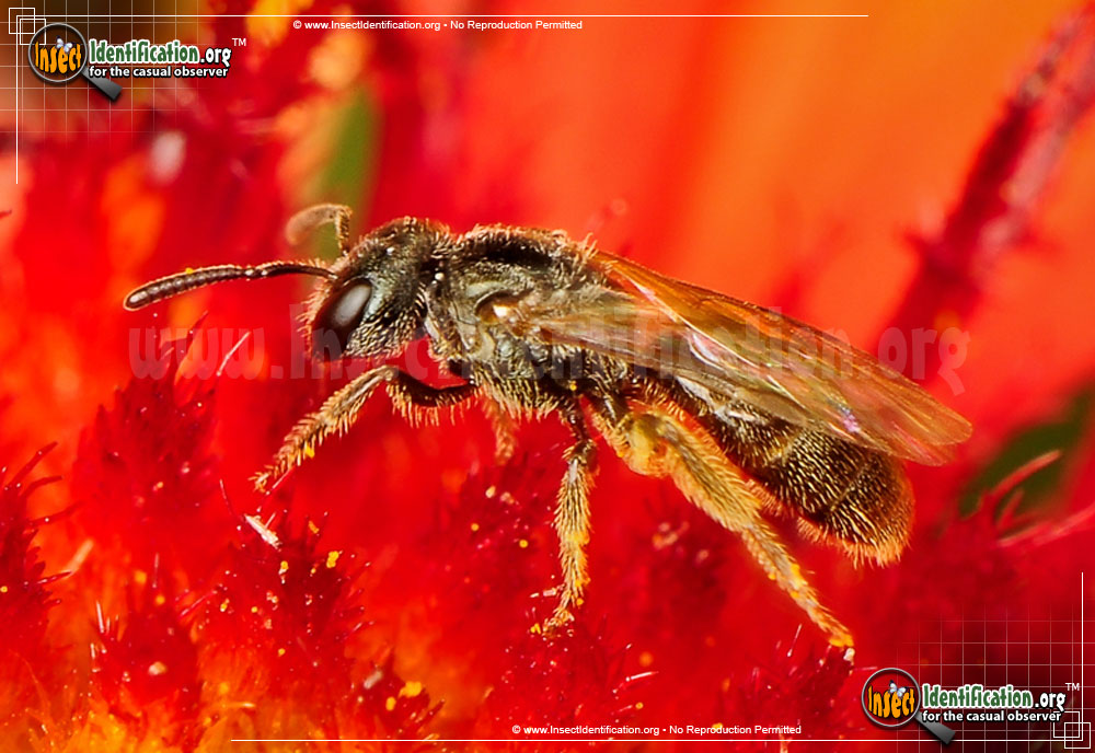 Full-sized image #5 of the Sweat-Bee