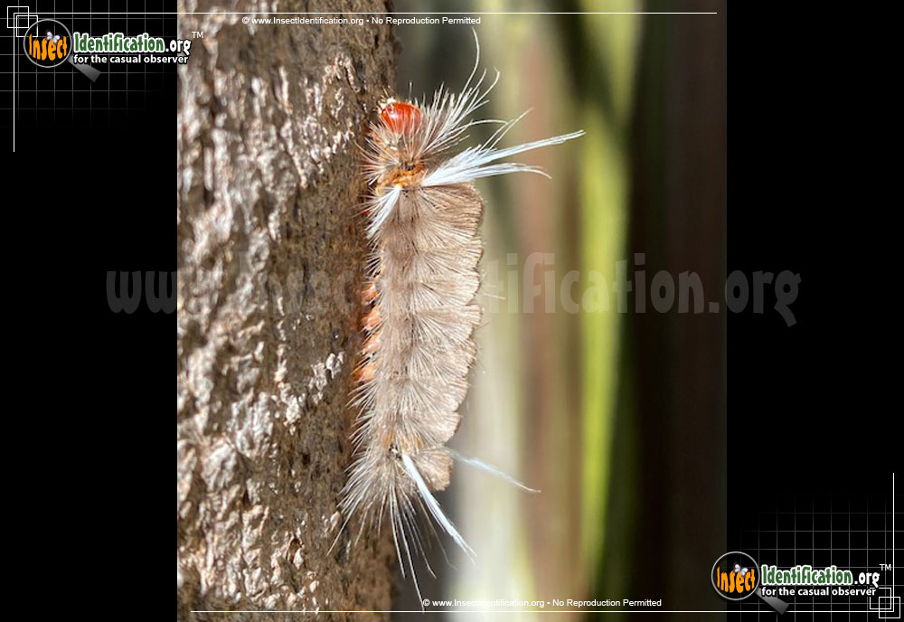 Full-sized image #4 of the Sycamore-Tussock-Moth
