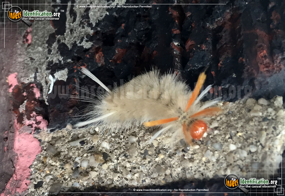 Full-sized image #2 of the Sycamore-Tussock-Moth
